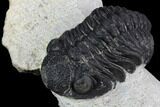 Morocops Trilobite - Visible Eye Facets #120081-3